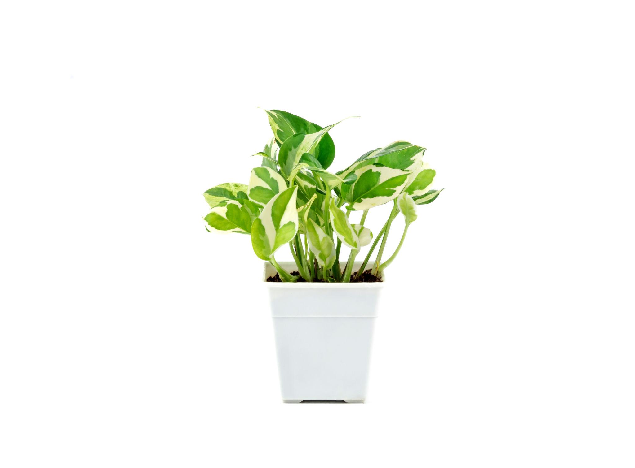 Money Plant - Image 3