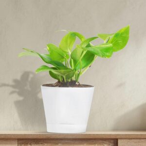 Money Plant