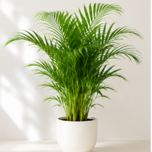 Areca Palm