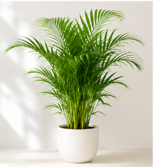 Areca Palm