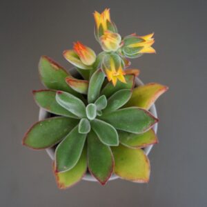 Echeveria