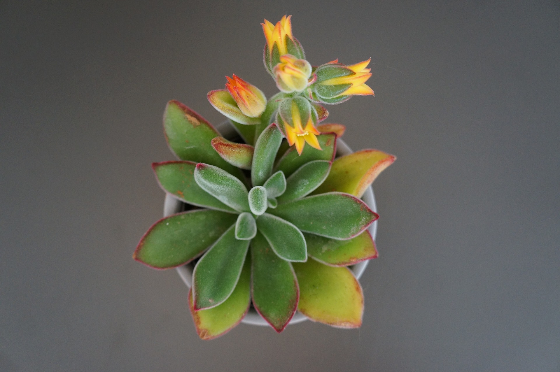 Echeveria