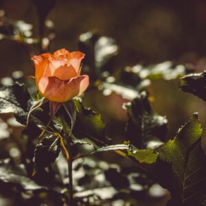 Rose Plant