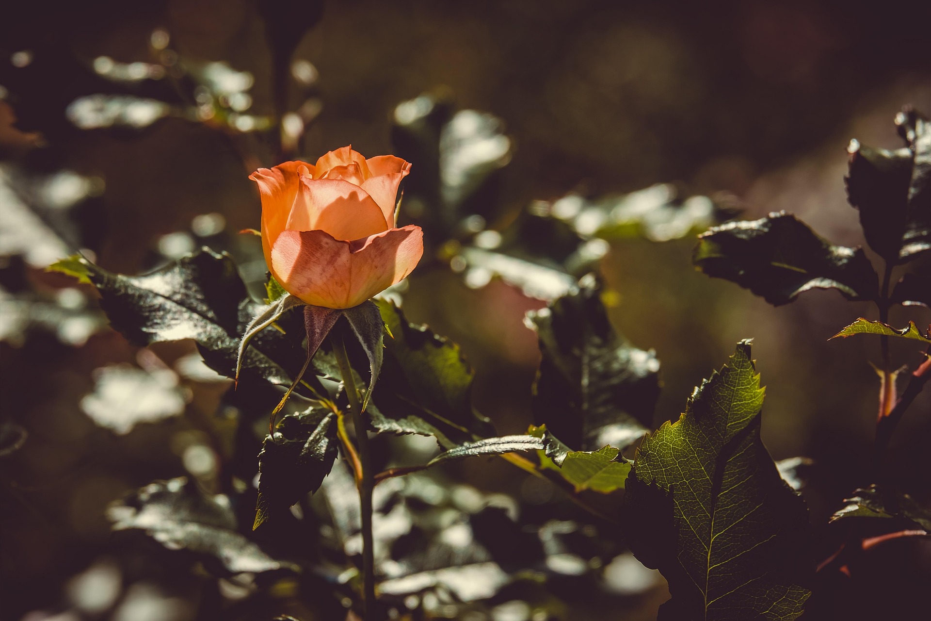 Rose Plant