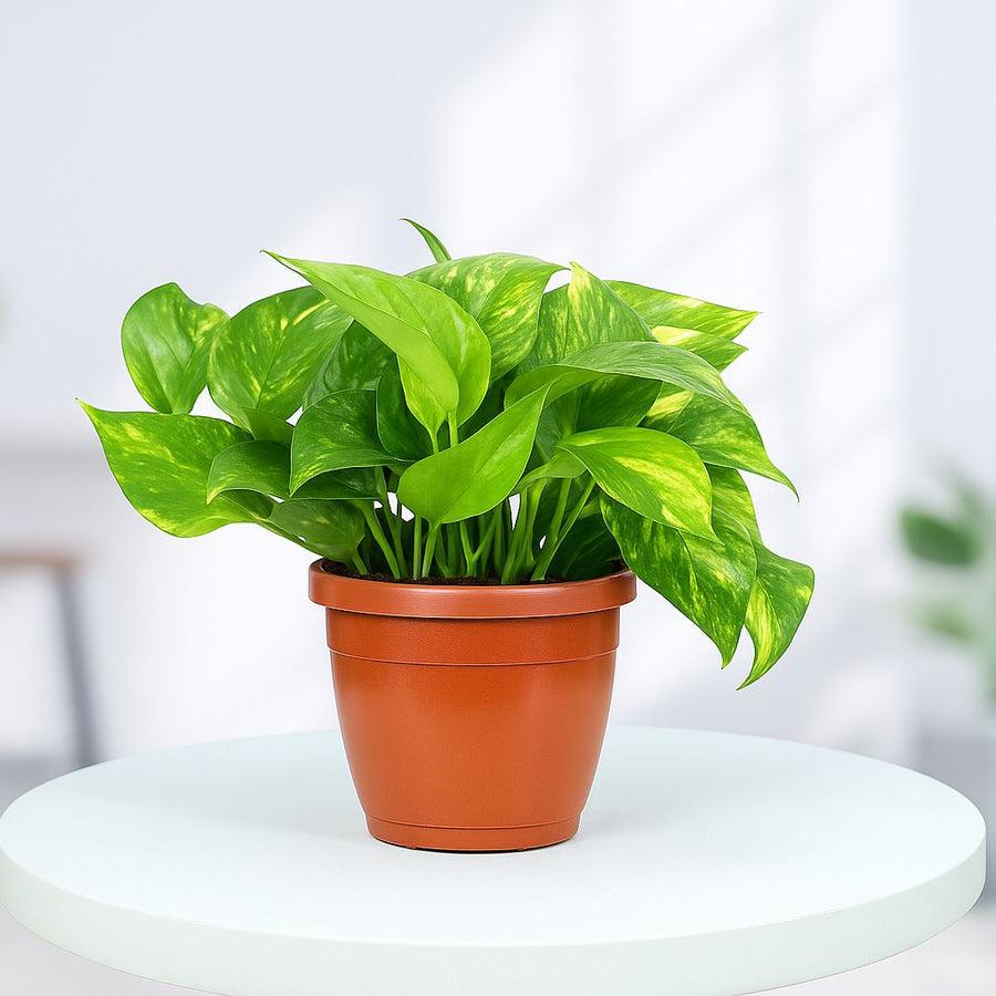Money Plant - Image 2