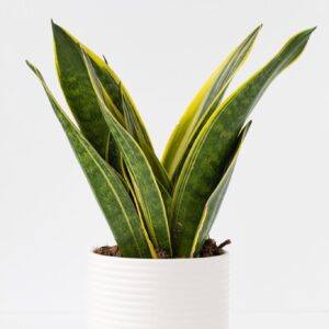 Snake Plant