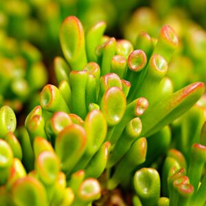 Jade Plant