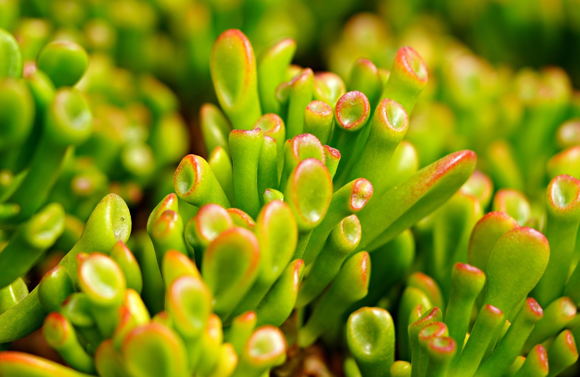 Jade Plant