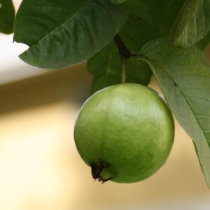 Guava Plant