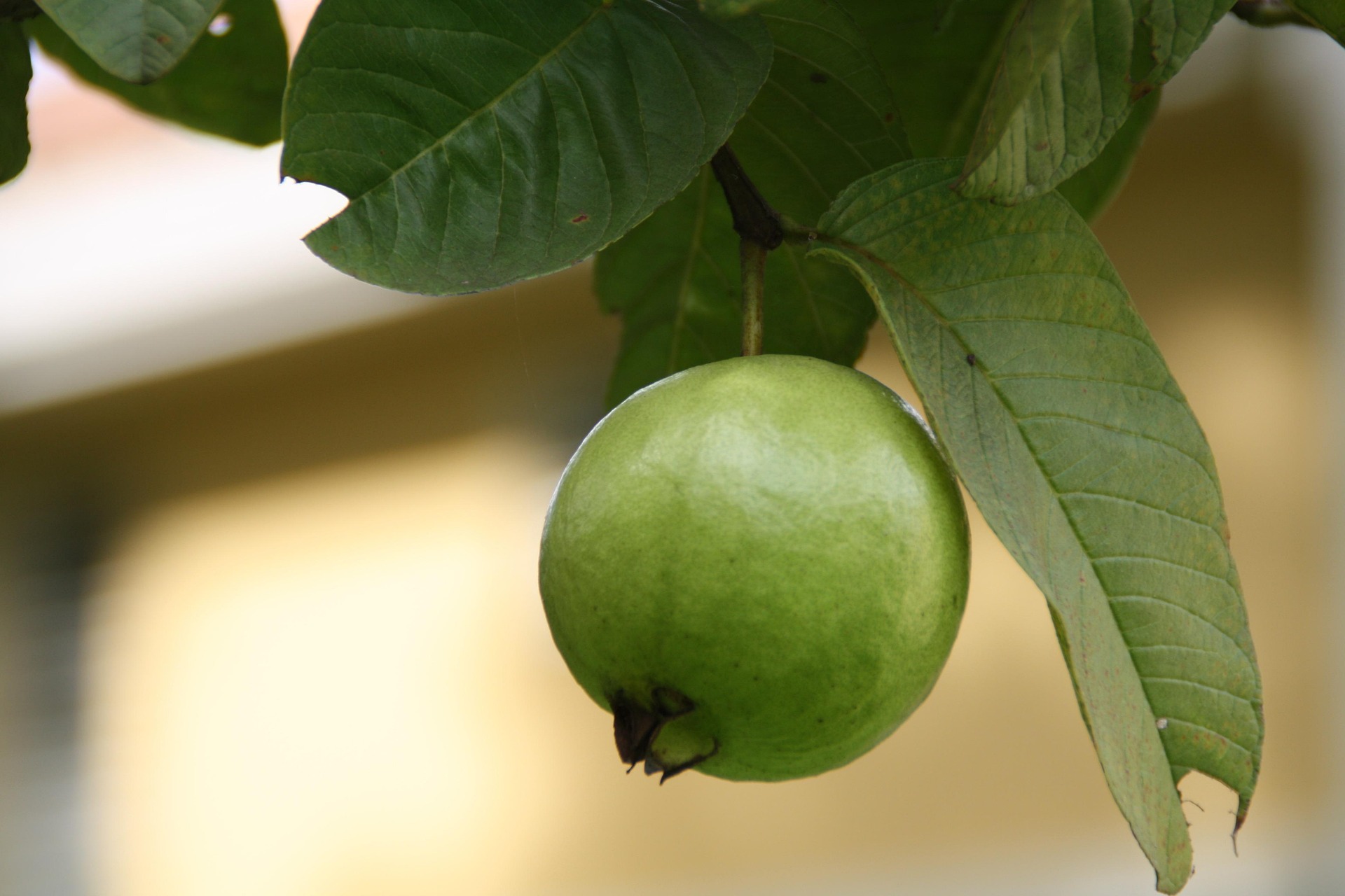 Guava Plant