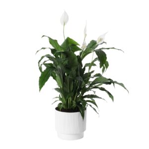 Peace Lily