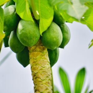 Papaya Plant