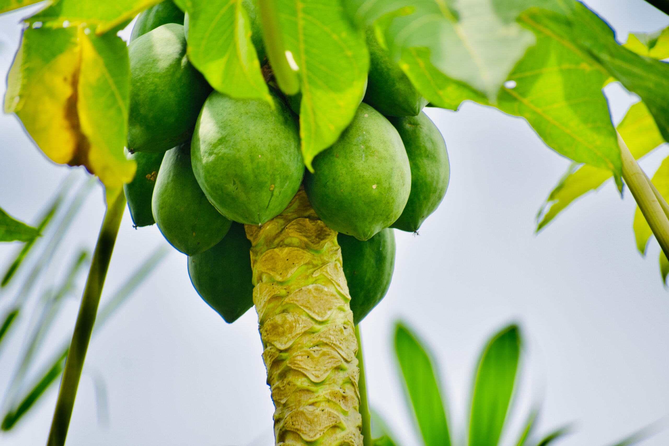 Papaya Plant