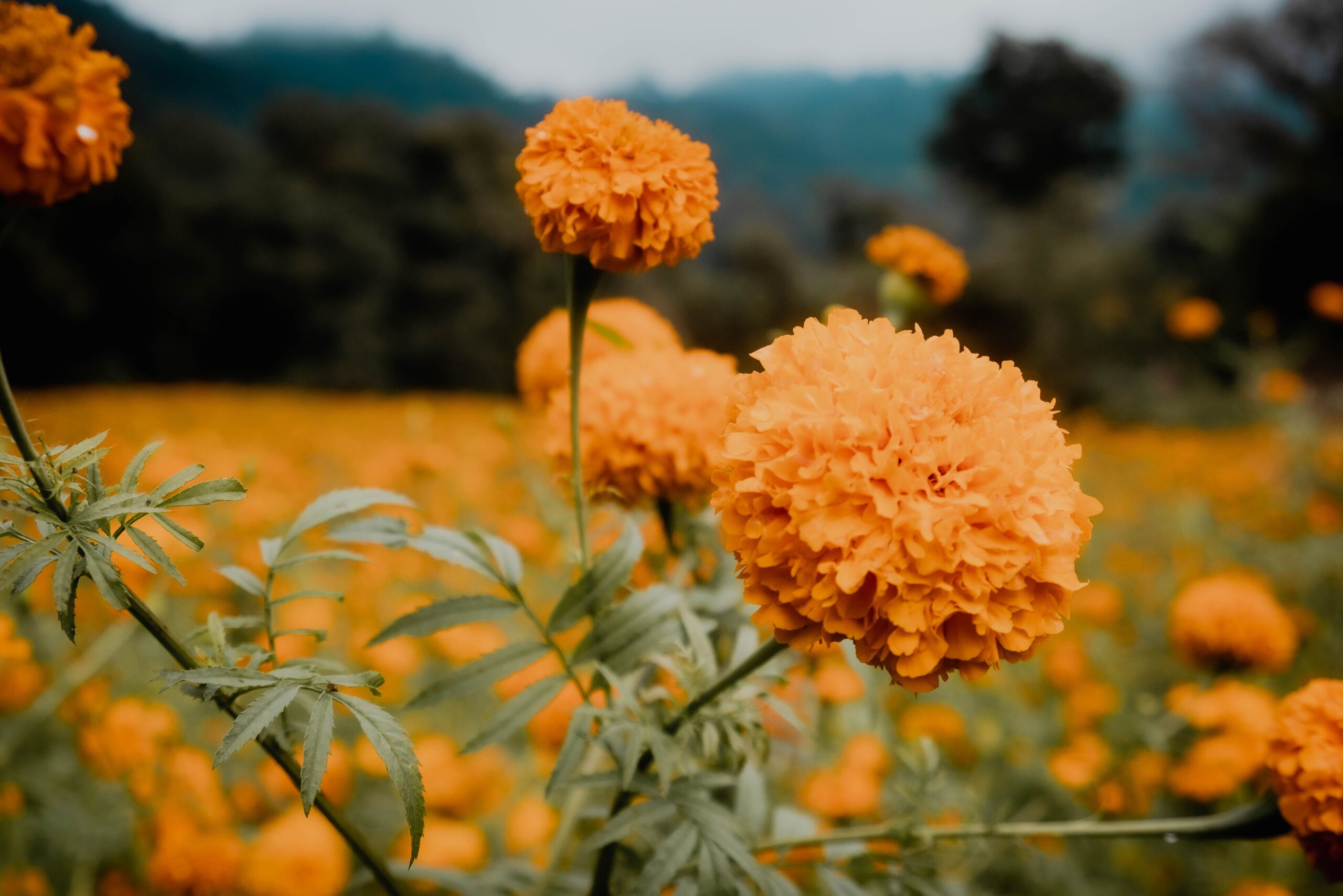 Marigold Plant - Image 3
