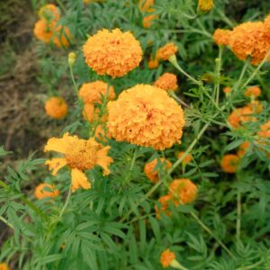 Marigold Plant