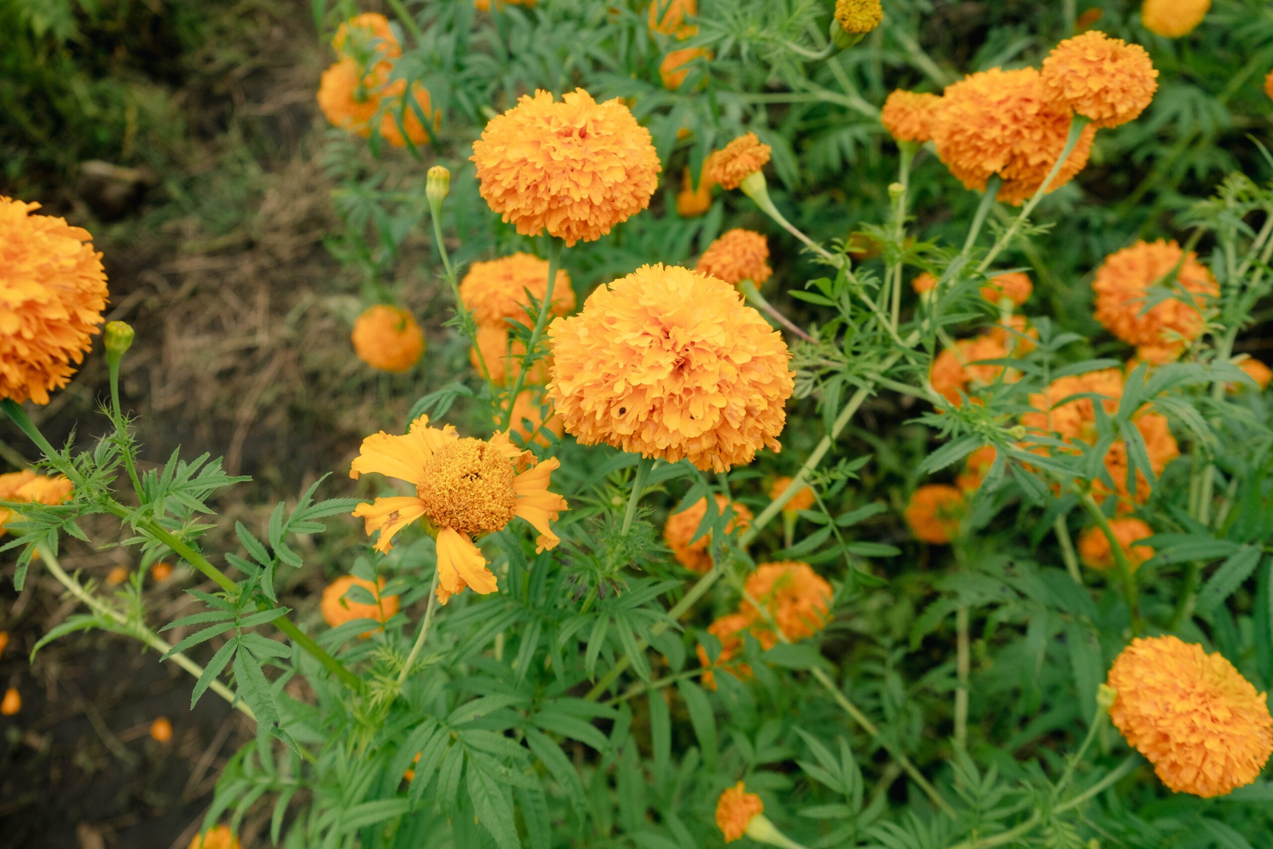 Marigold Plant