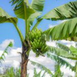 Banana Plant
