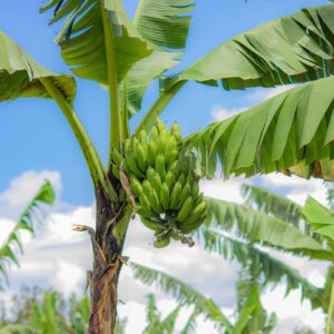 Banana Plant