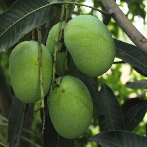 Mango Plant
