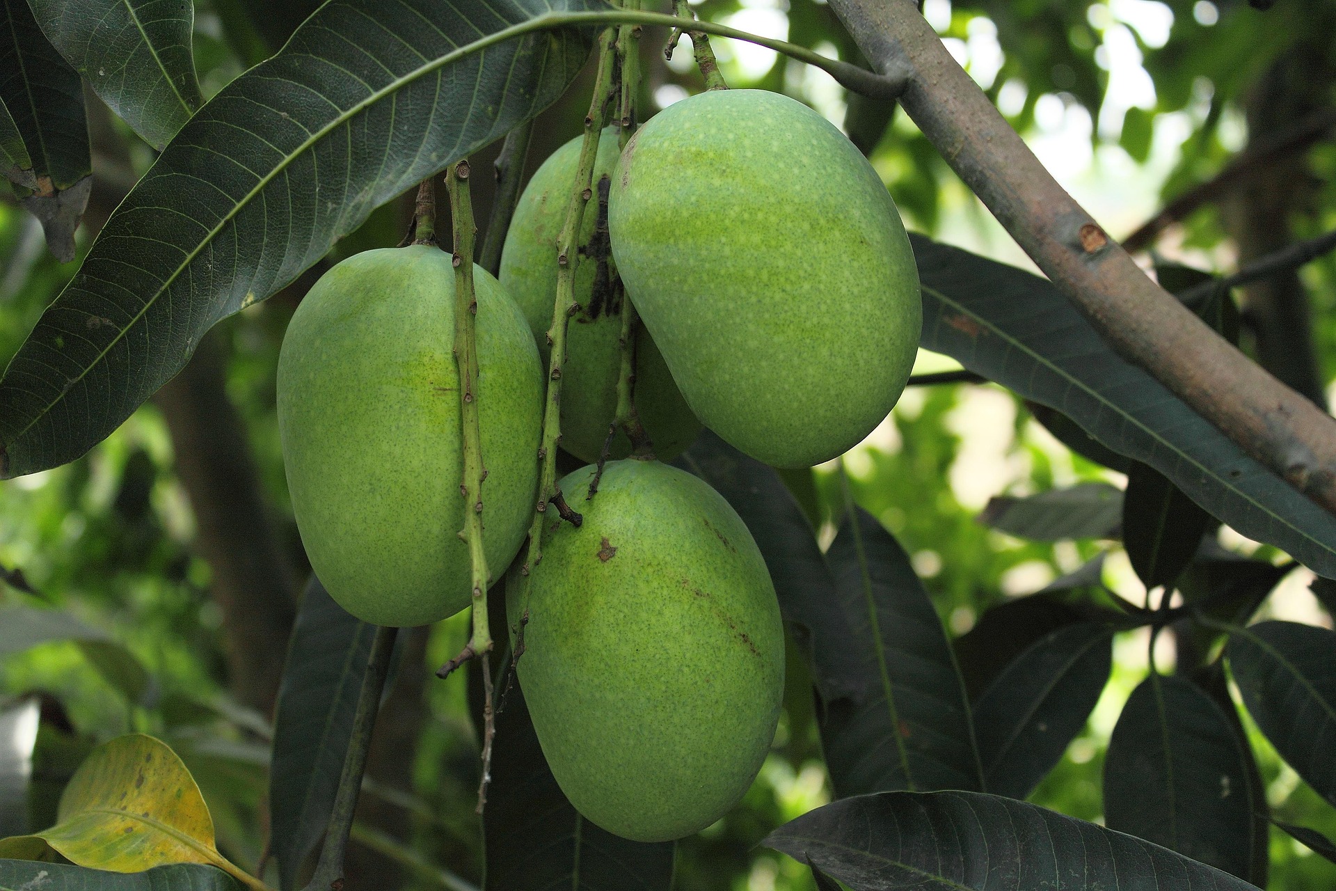 Mango Plant