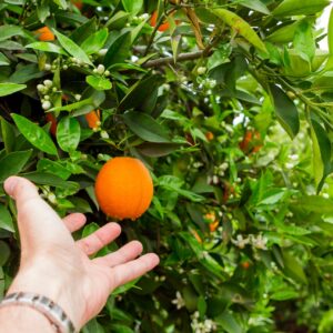 Lemon Plant