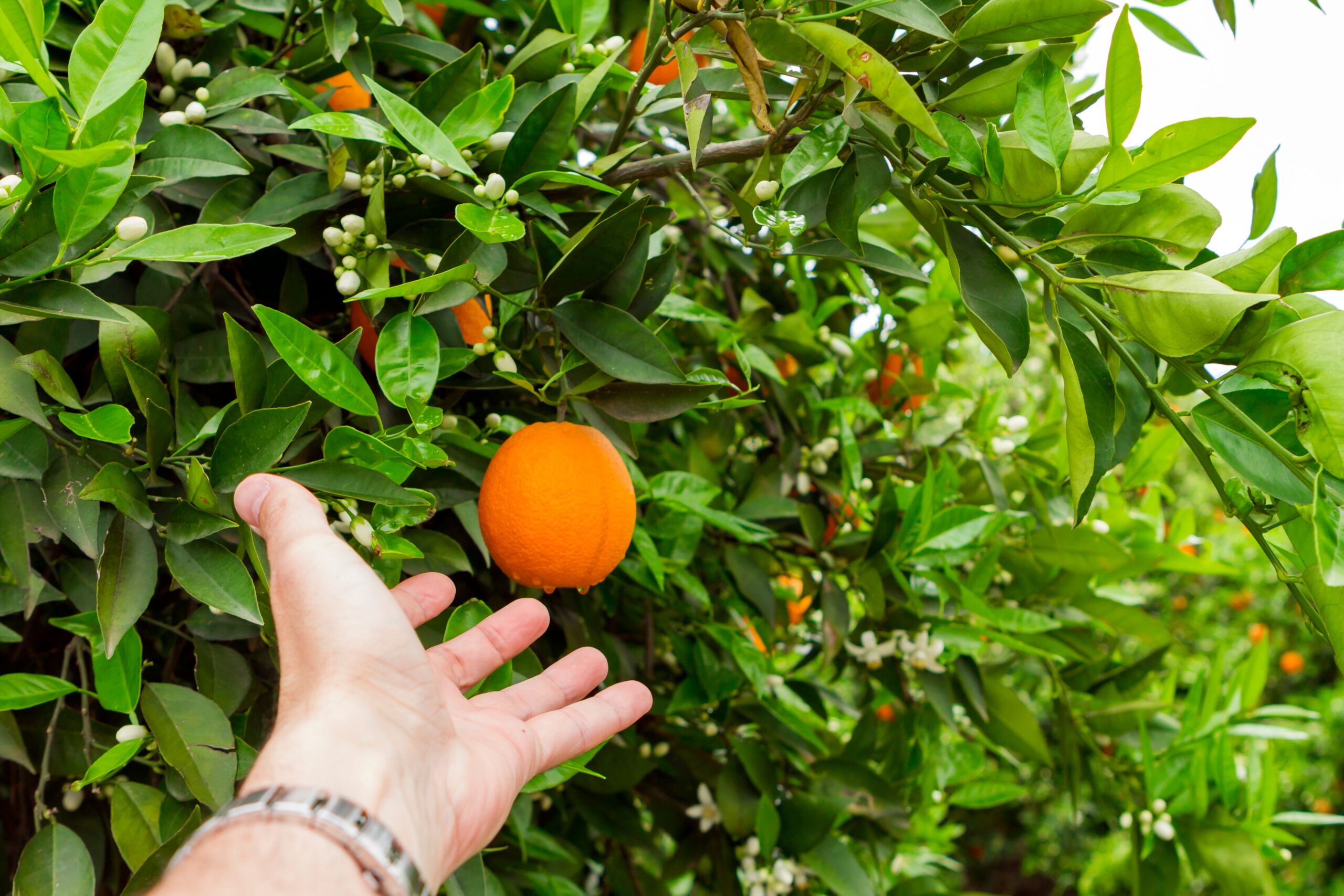 Lemon Plant