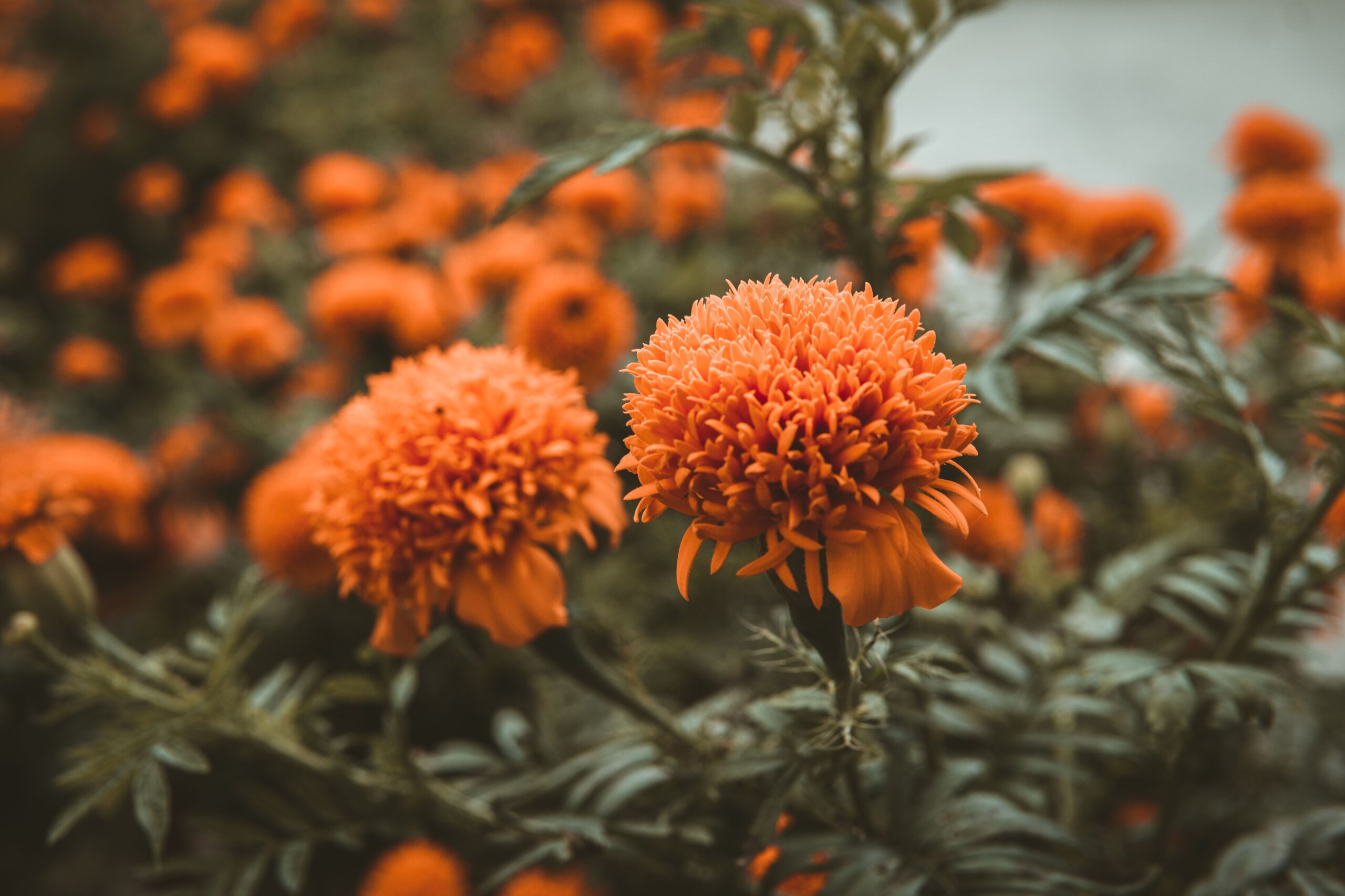 Marigold Plant - Image 2