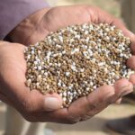 NPK Fertilizer