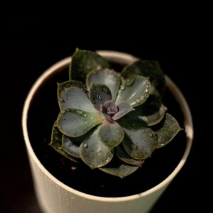 Echeveria