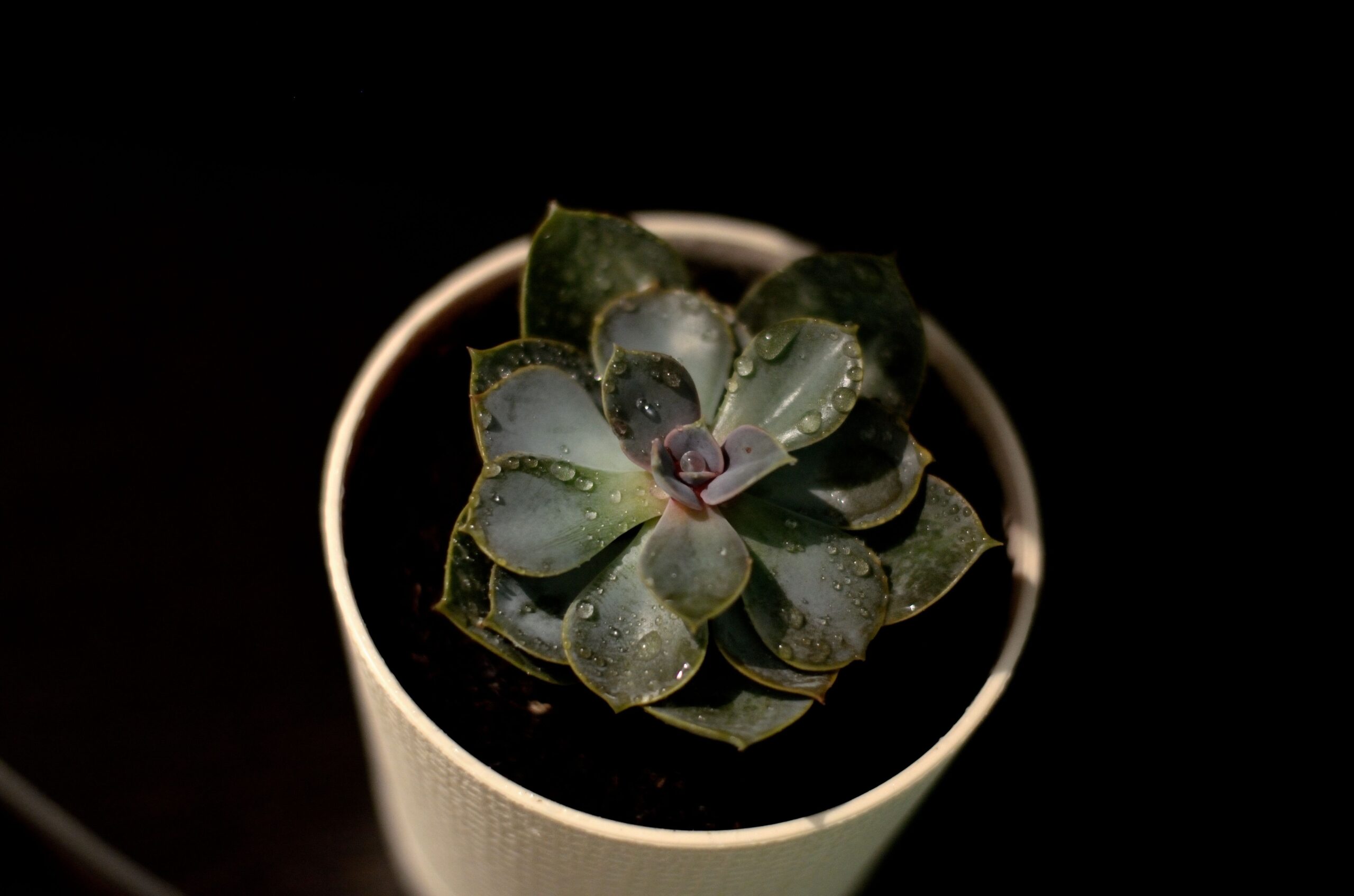 Echeveria