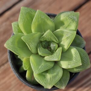 Haworthia