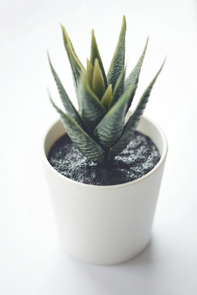 Indoor Plants